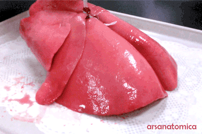 혐)실제 사람의 심장과 폐 | 인스티즈