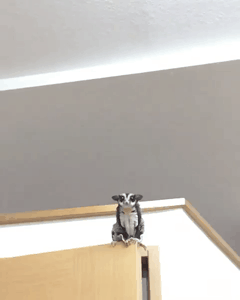 슈가글라이더.gif | 인스티즈