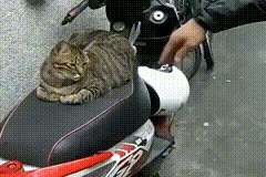 알박는 고양이 | 인스티즈