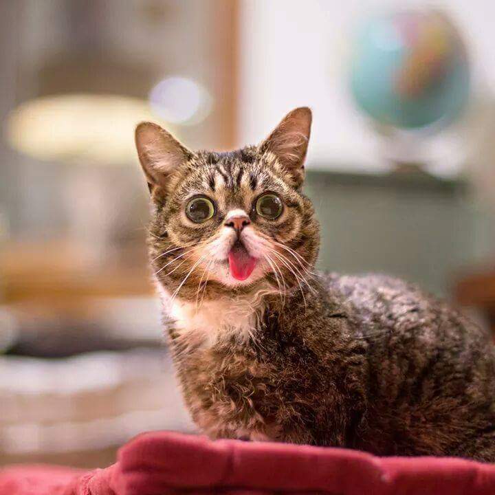 24시간 메롱하는 고양이 릴법!! | 인스티즈