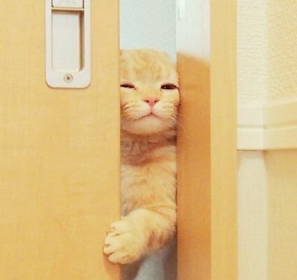 아니?! 세상에 동물말멀이 생겼다니?!! | 인스티즈