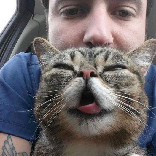 24시간 메롱하는 고양이 릴법!! | 인스티즈