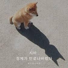 냥크나이트 jpg | 인스티즈