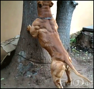 강아지의 등 근육; | 인스티즈