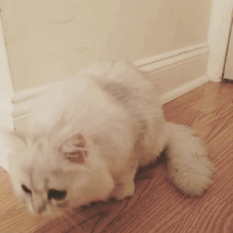 [데이터주의] 냐옹이 모음 | 인스티즈