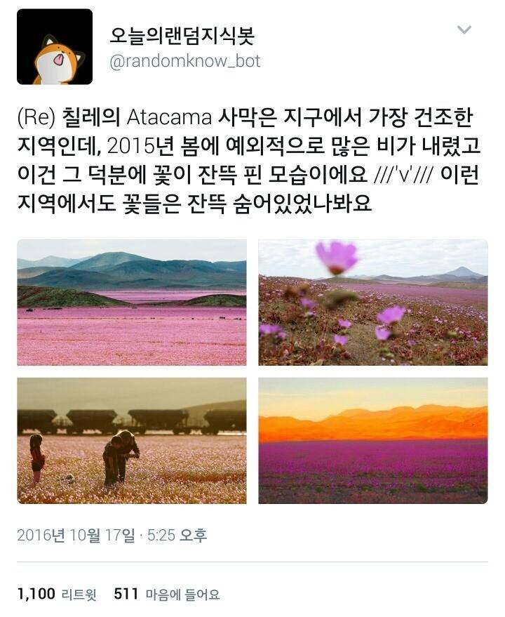 사막에서 아주 많은 비가 내리고 난 후 jpg | 인스티즈