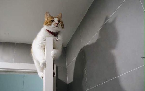 냥크나이트 jpg | 인스티즈