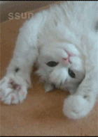 아니?! 세상에 동물말멀이 생겼다니?!! | 인스티즈