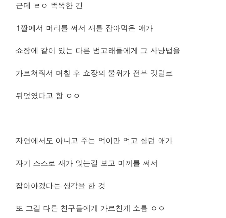 범고래의 지능 gif | 인스티즈