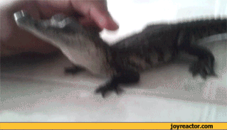 닝겐 손길이 기분좋은 동물들.gif | 인스티즈