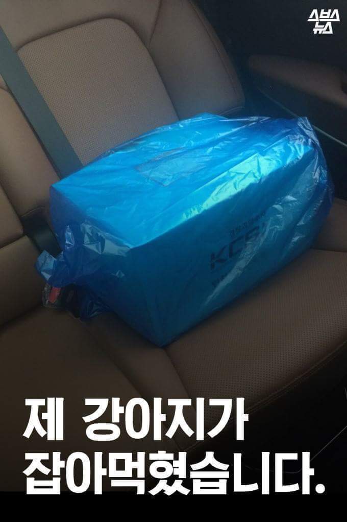 개먹는건 자윤데 남의 개 훔쳐가지 말라고 나쁜 (와이) | 인스티즈