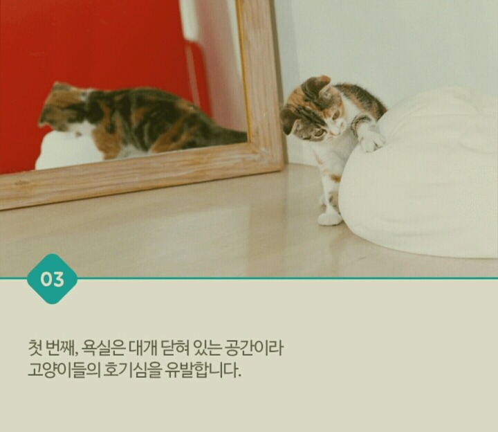 고양이가 화장실 문앞에서 기다리는 이유 | 인스티즈