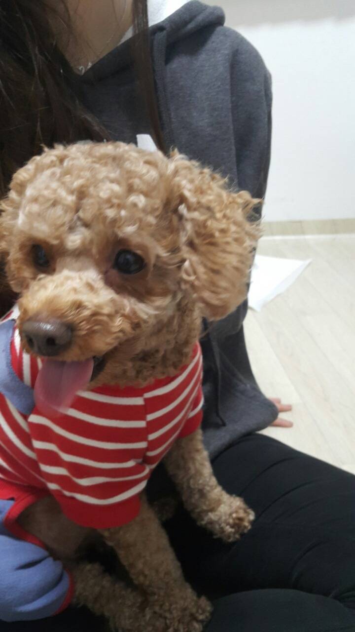 서울특별시 서대문구 홍제역에서 강아지를 데려와 보호하고 있습니다 | 인스티즈