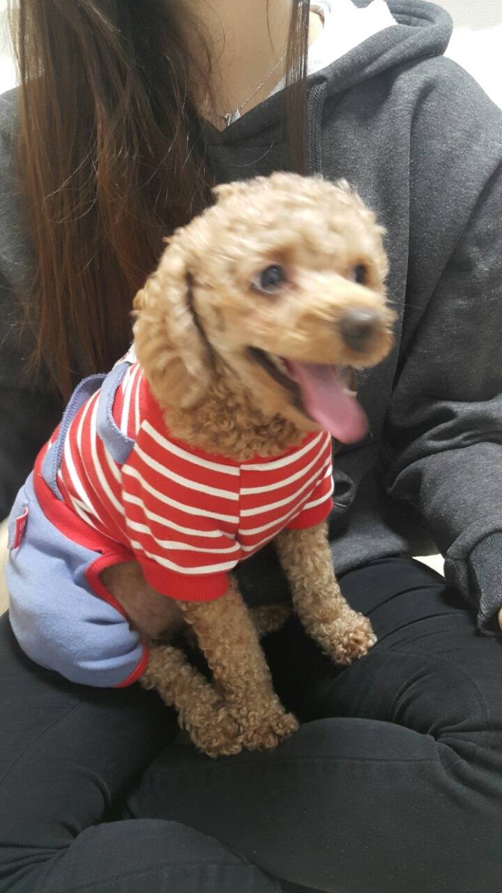 서울특별시 서대문구 홍제역에서 강아지를 데려와 보호하고 있습니다 | 인스티즈