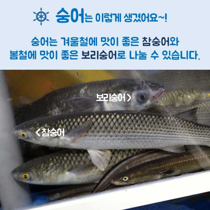생선회 구별법.JPG | 인스티즈