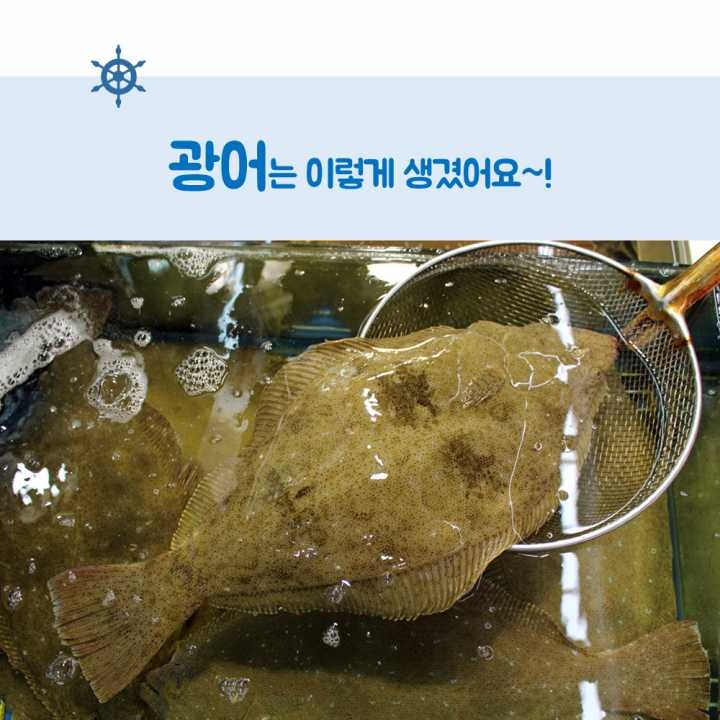 생선회 구별법.JPG | 인스티즈