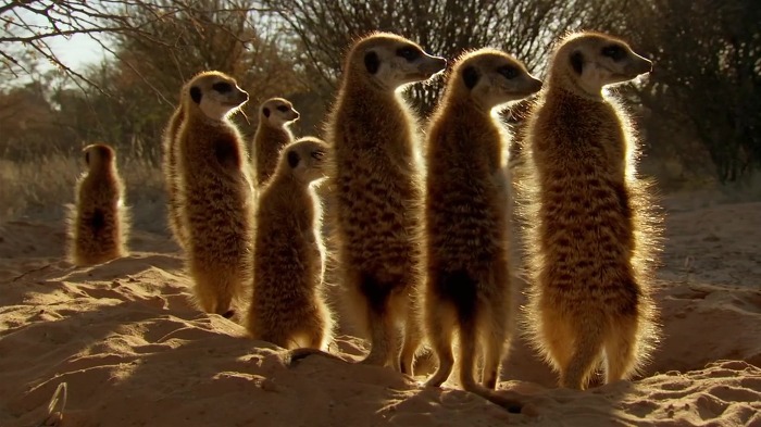 똑똑한 까마귀가 미어캣과 사는 법.jpg | 인스티즈