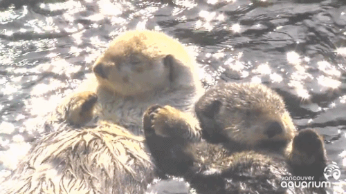 커여운 해달 | 인스티즈