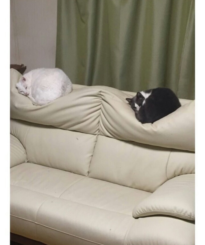 소파 모양이 이상해진 이유.twt | 인스티즈