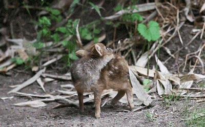나처럼 귀여운 아기사슴 모습.gif | 인스티즈