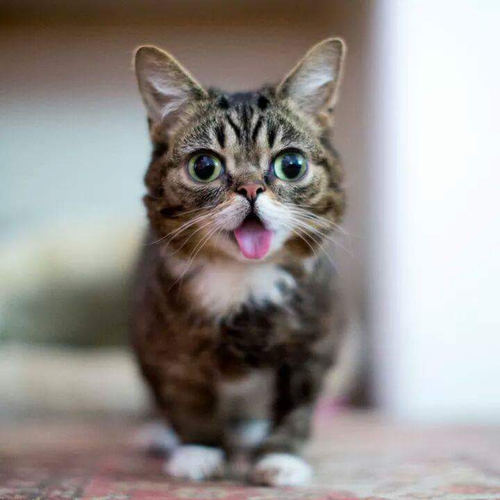 24시간 메롱하는 고양이 릴법!! | 인스티즈