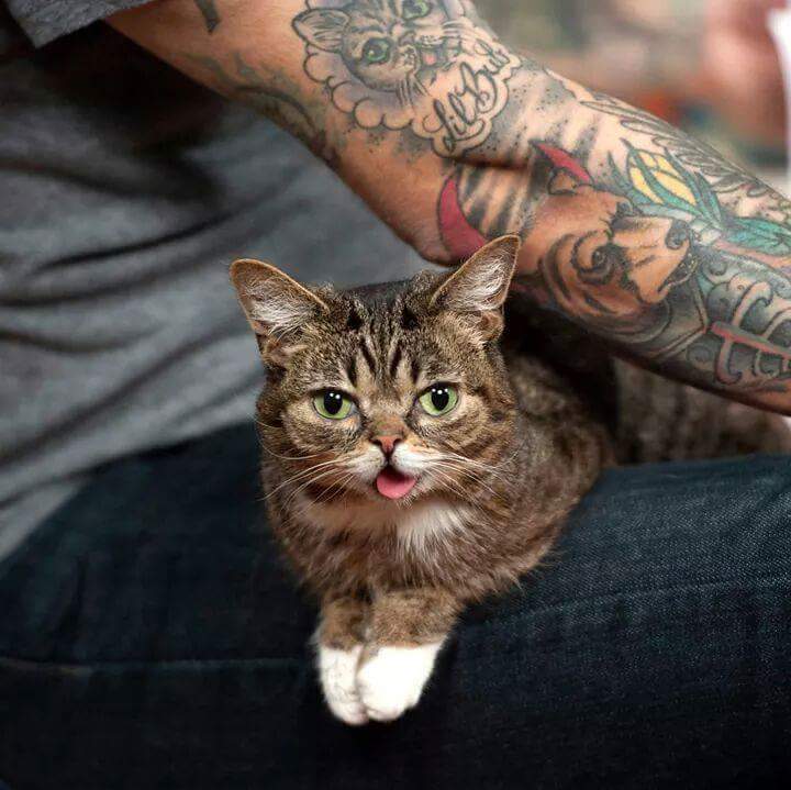 24시간 메롱하는 고양이 릴법!! | 인스티즈