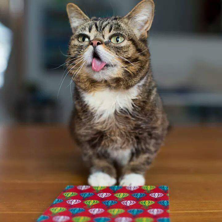 24시간 메롱하는 고양이 릴법!! | 인스티즈