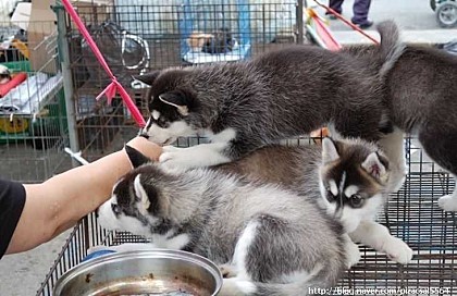 동물판매로 유명한 모란시장 | 인스티즈