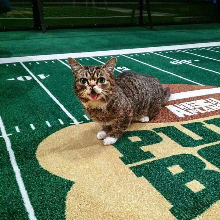 24시간 메롱하는 고양이 릴법!! | 인스티즈