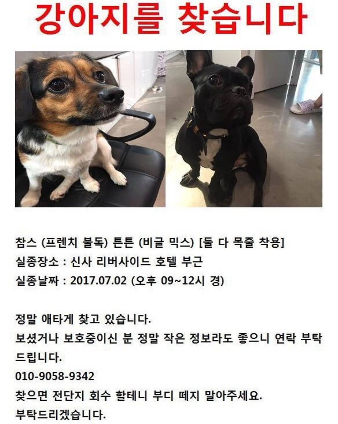 강아지를 찾습니다 | 인스티즈