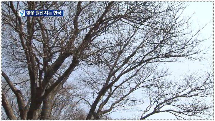 벚꽃의 원산지는 한국 - KBS 뉴스 | 인스티즈