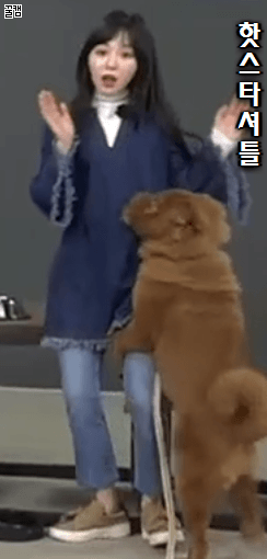 발정난 개.gif | 인스티즈