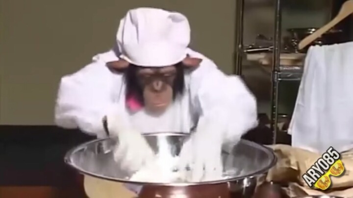 요리하는 침팬치 | 인스티즈