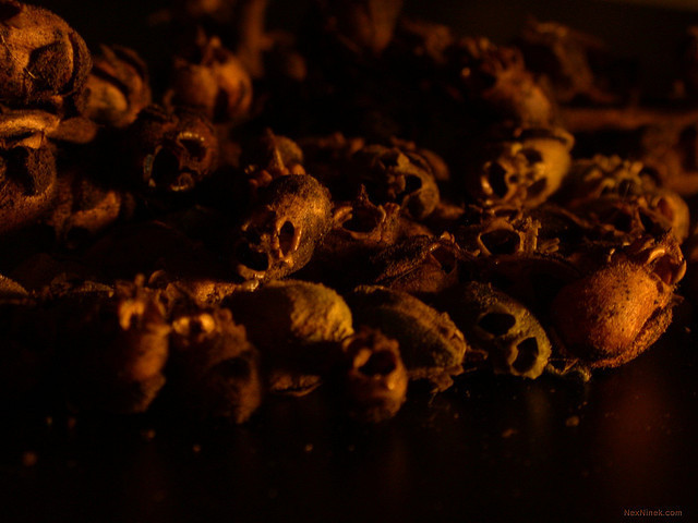 시들면 해골이 되는 꽃.jpg | 인스티즈