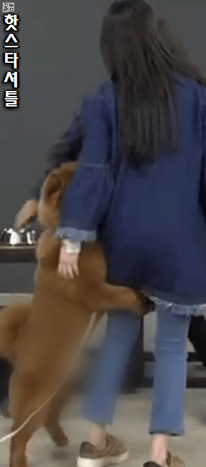 발정난 개.gif | 인스티즈