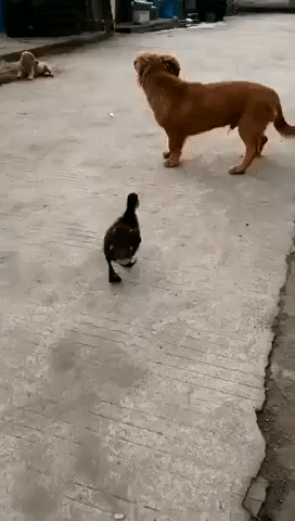 강아지vs오리.gif | 인스티즈