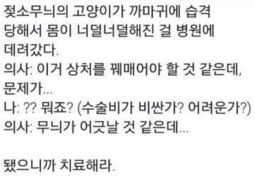 까마귀에게 습격당한 고양이를 구해줬다 | 인스티즈