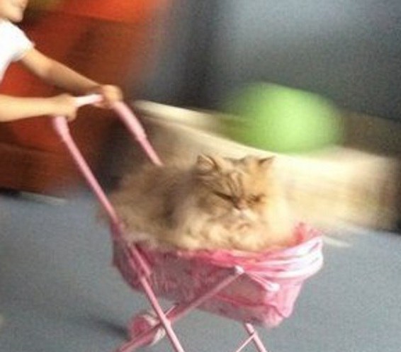 똥꼬발랄한 집사를 둔 고양이 | 인스티즈