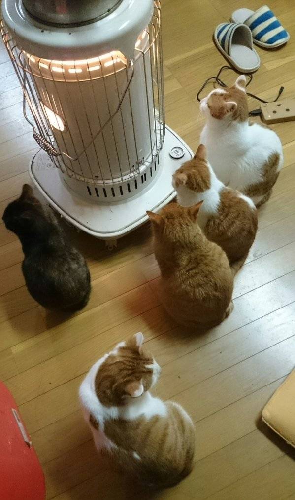 고양이와 개의 차이 | 인스티즈