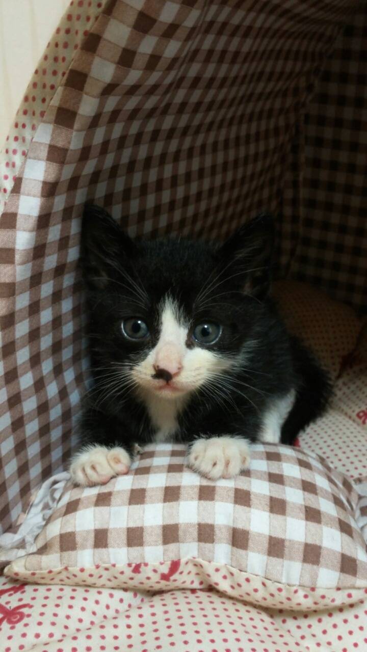 9냥이네 | 인스티즈