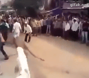 소의 놀라운 점프력 | 인스티즈