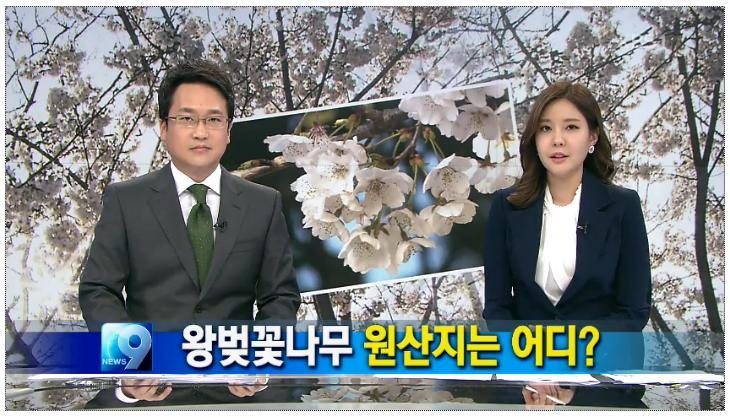벚꽃의 원산지는 한국 - KBS 뉴스 | 인스티즈