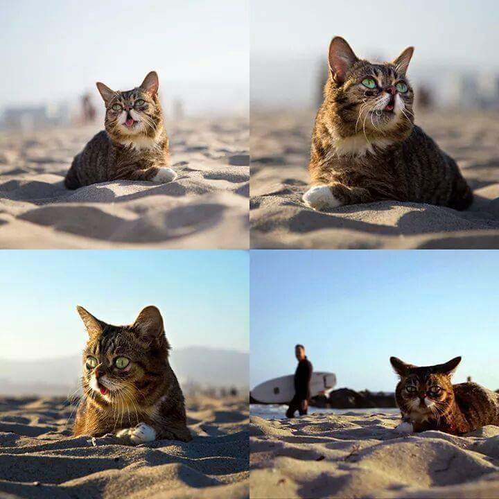 24시간 메롱하는 고양이 릴법!! | 인스티즈