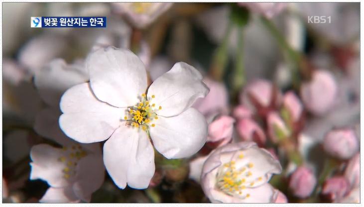 벚꽃의 원산지는 한국 - KBS 뉴스 | 인스티즈