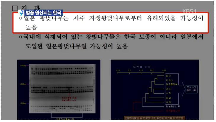 벚꽃의 원산지는 한국 - KBS 뉴스 | 인스티즈
