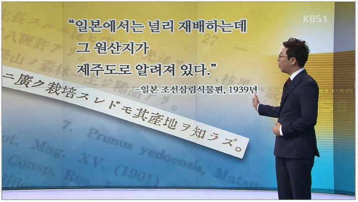 벚꽃의 원산지는 한국 - KBS 뉴스 | 인스티즈