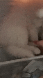 냉장고 맛을 알아버린 멍멍이.gif | 인스티즈