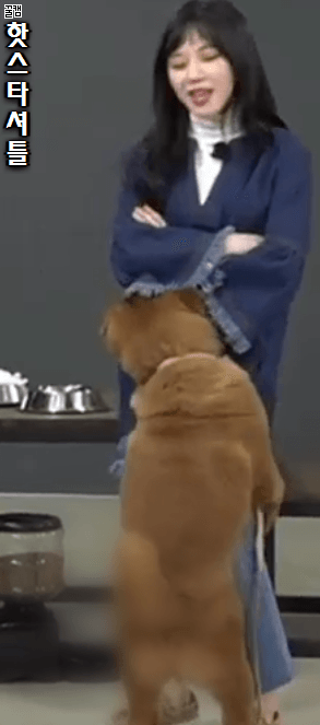 발정난 개.gif | 인스티즈