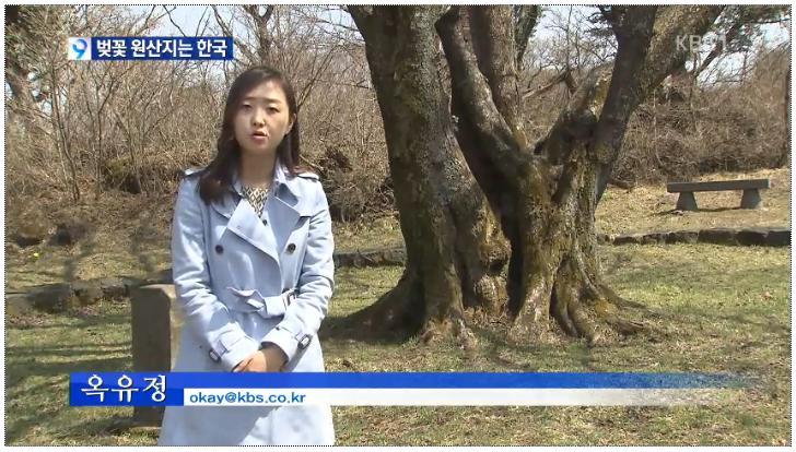 벚꽃의 원산지는 한국 - KBS 뉴스 | 인스티즈