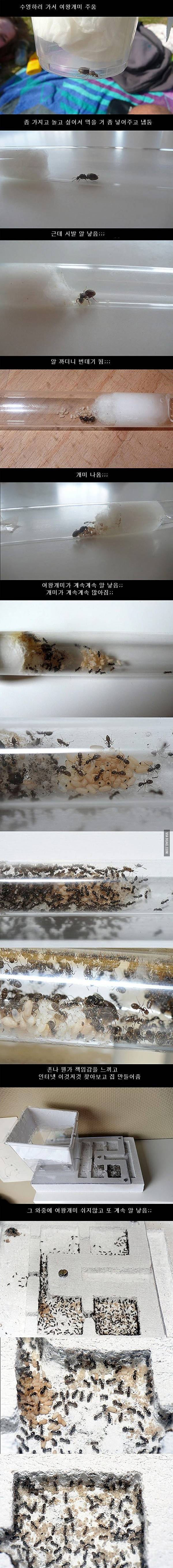 개미의 번식력.JPG | 인스티즈